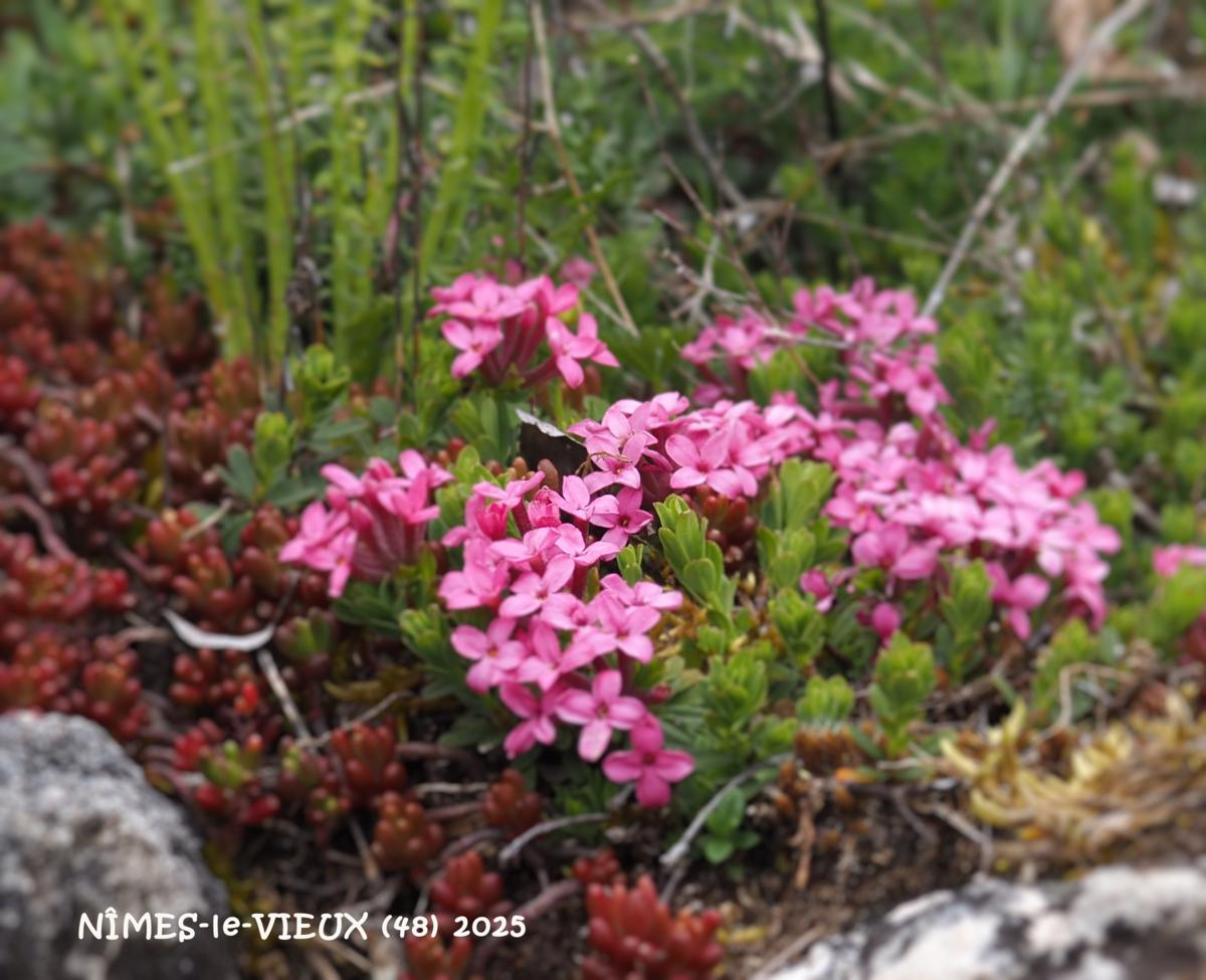 Garland flower plant